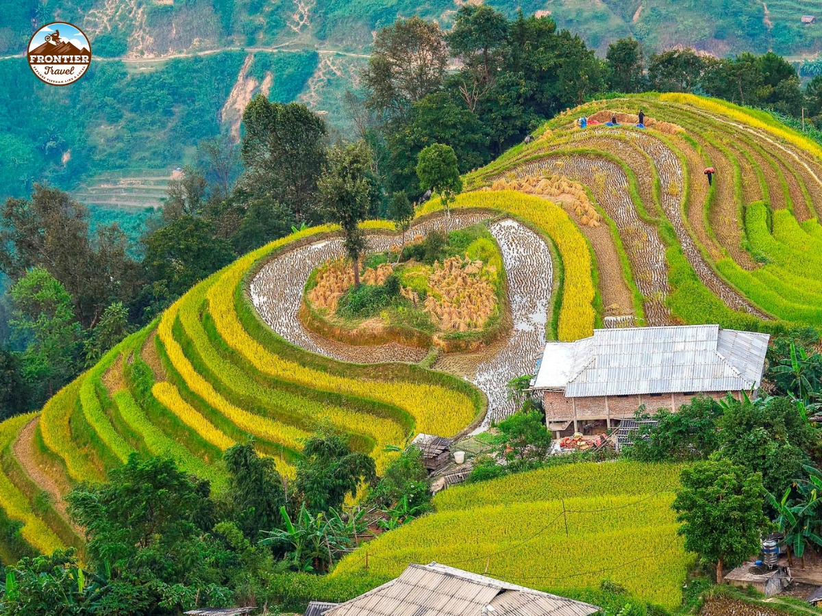 Ha Giang loop Rice Terrace season